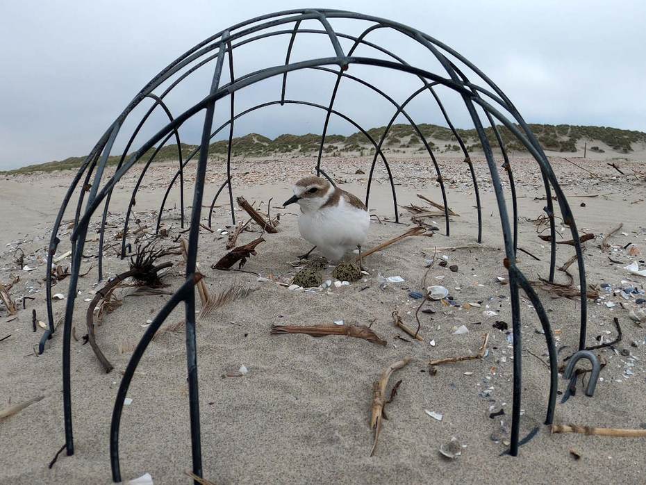Strandplevier onder een kooivormige nestbeschermer. Foto: Johan Krol
