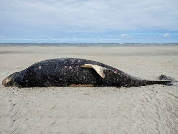 Een aangespoeld karkas van een bruinvis op het strand van Terschelling. Foto: Henk Postma