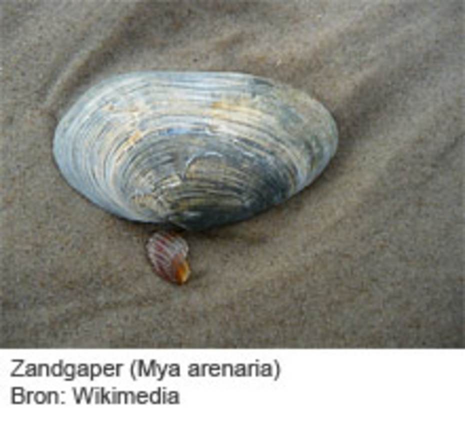 Zandgaper (Mya arenaria). Bron: Wikimedia