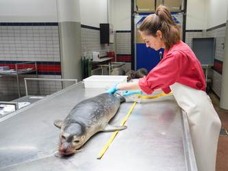 Onderzoek aan een in de Westerschelde gestrande gewone zeehond. Foto: Jelle Boontje