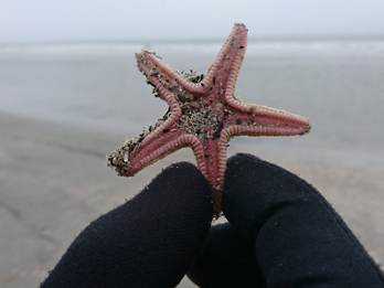 Aangespoelde kamster op het strand van Schiermonnikoog. Foto: Cora de Leeuw
