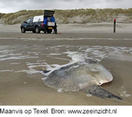 Maanvis op Texel. Bron: www.zeeinizcht.nl