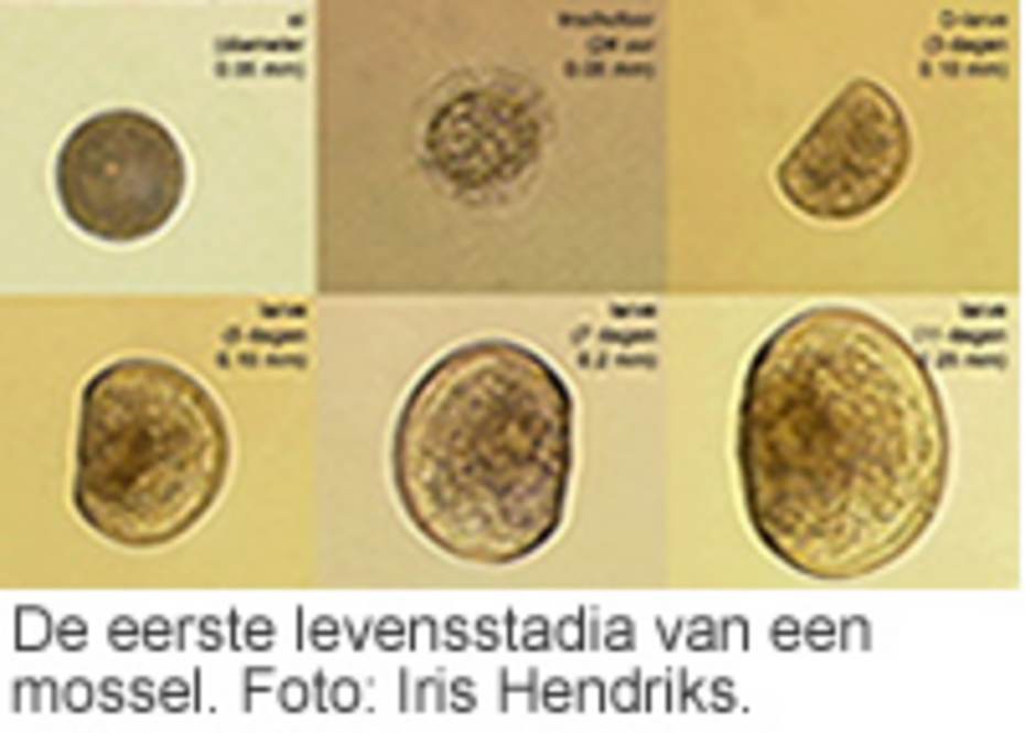 De eerste levensstadia van een mossel. Foto: Iris Hendriks, klik op de afbeelding voor een vergroting.