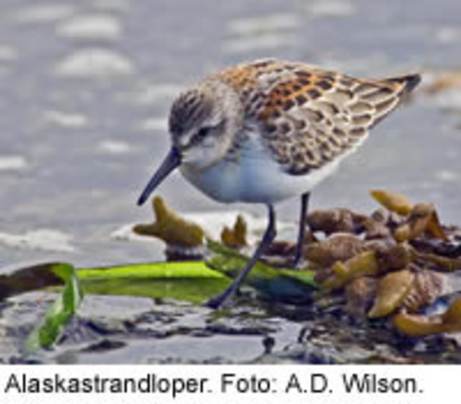 Alaskastrandloper. Foto: A.D. Wilson.