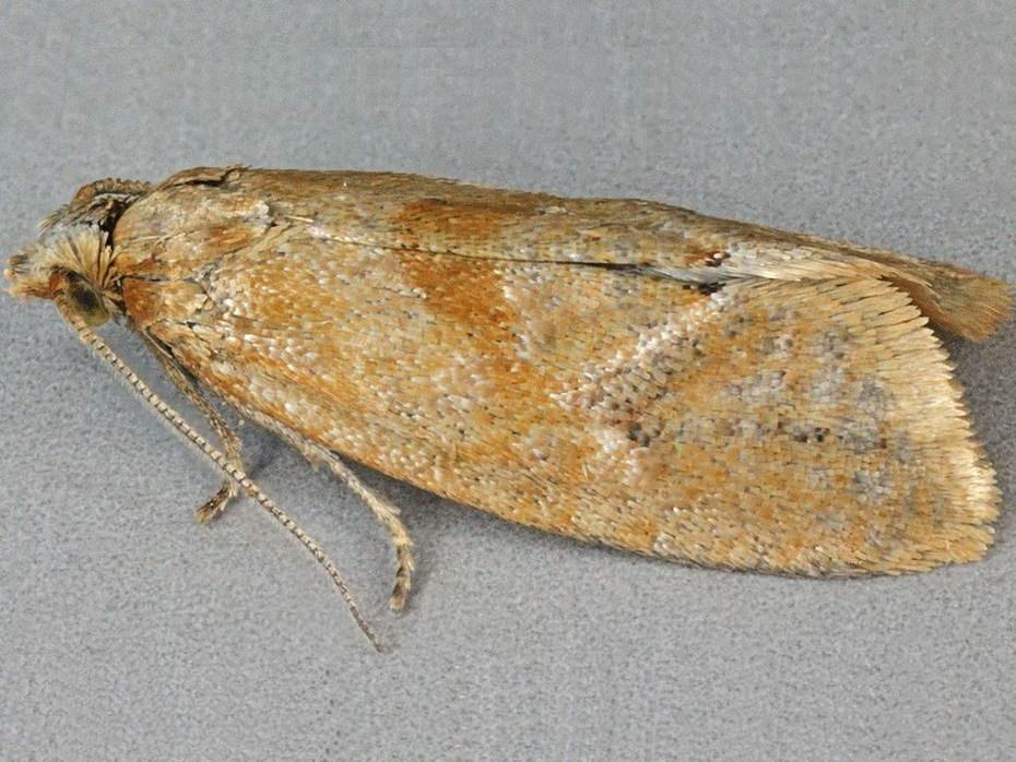 Zulte bladroller. Bron: Janet Graham, CC BY 2.0 <https://creativecommons.org/licenses/by/2.0>, via Wikimedia Commons