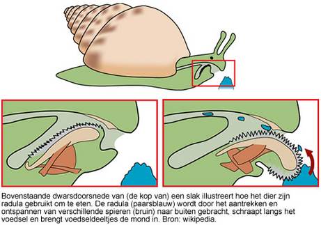 Bovenstaande dwarsdoorsnede van (de kop van) een slak illustreert hoe het dier zijn radula gebruikt om te eten. Bron: wikipedia. Bovenstaande dwarsdoorsnede van (de kop van) een slak illustreert hoe het dier zijn radula gebruikt om te eten. Bron: wikipedia.