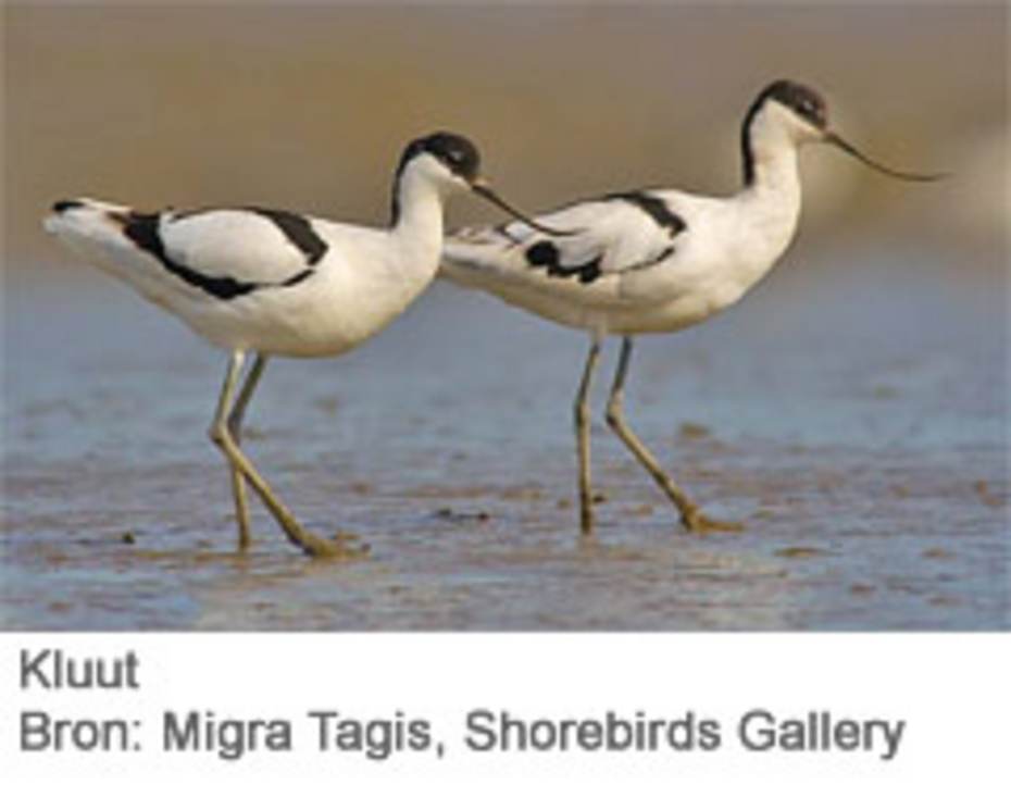 Kluut. Bron: Migra Tagis. Shorebirds Gallery