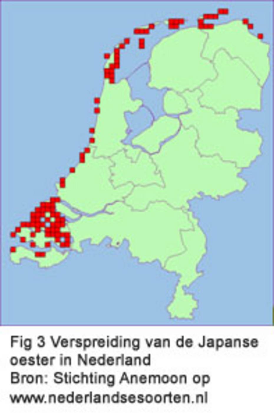 Figuur 3 Verspreiding van de Japanse oester in Nederland (Stichting Anemoon op www.nederlandsesoorten.nl).