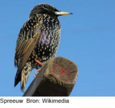 Spreeuw. Bron: Wikimedia