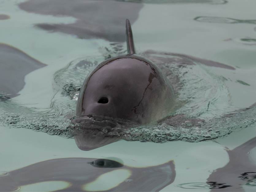 Bruinvis. Foto: Luc Hoogenstein/Saxifraga 