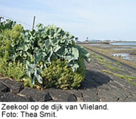 Zeekool op de dijk van Vlieland. Foto: Thea Smit.