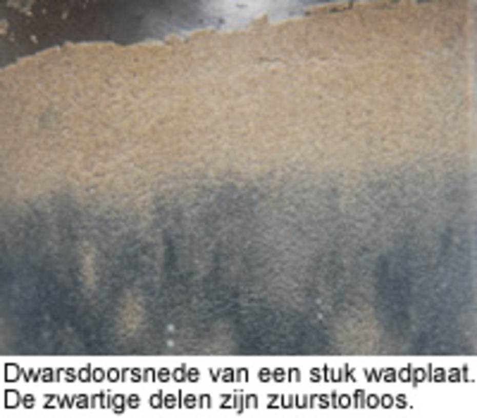 Dwarsdoorsnede van een stuk wadplaat. De zwartige delen zijn zuurstofloos.