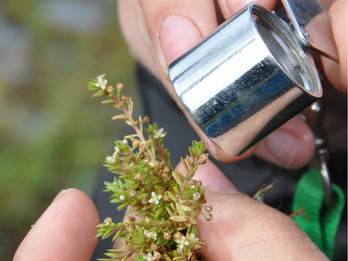 Watercrassula, een tuinvijverplant uit Australië. Foto: Cora de Leeuw 