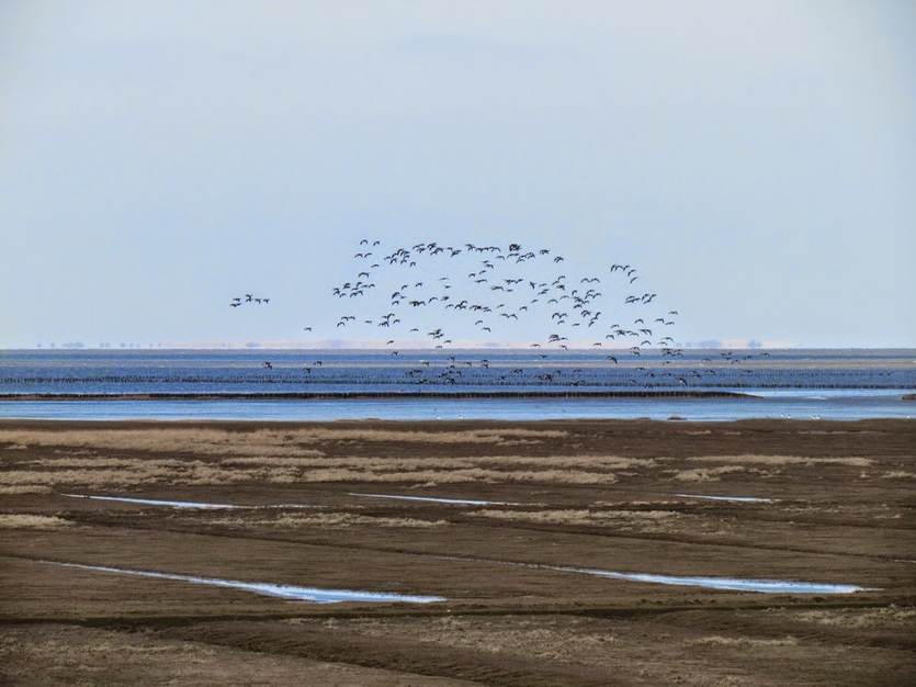 Kwelders nabij Kloosterburen. Foto: Waddenacademie.