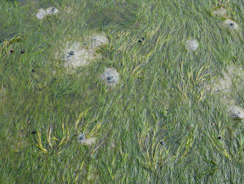 Groot zeegras met zaadstengels (lichtgroen) tussen Klein zeegras op Sylt (foto Frank Kruk)
