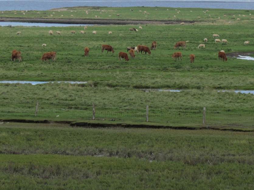 [Translate to english:] Koeien en schapen grazen op de kwelder bij de Punt van Reide. Foto: Waddenacademie.