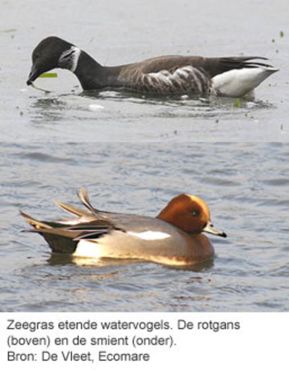 Zeegras etende watervogels. De rotgans (boven) en de smient (onder). Bron: De Vleet.