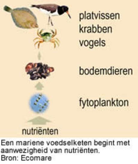 Een mariene voedselketen begint met aanwezigheid van nutriënten. Bron: Ecomare
