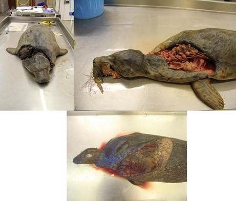 Verwondingen aangebracht door grijze zeehond