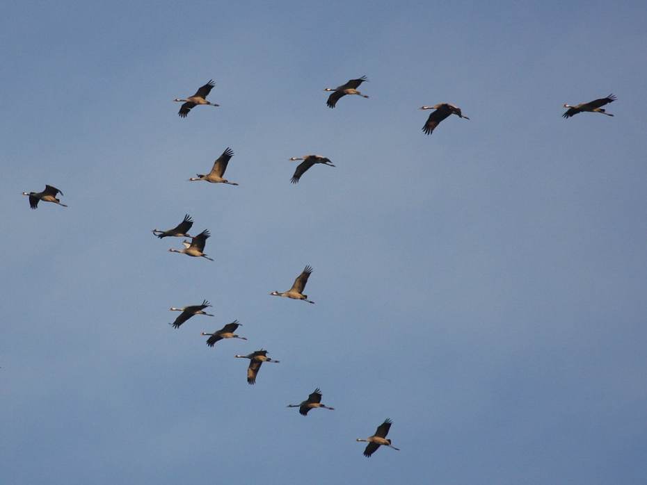 Kraanvogels in de lucht. Foto: Saxifraga Bart Vastenhouw