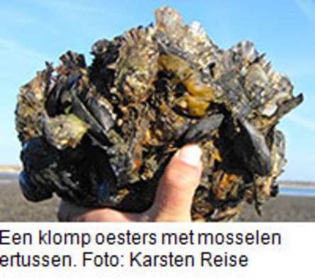 Een klomp oesters met mosselen ertussen. Foto: Karsten Reise