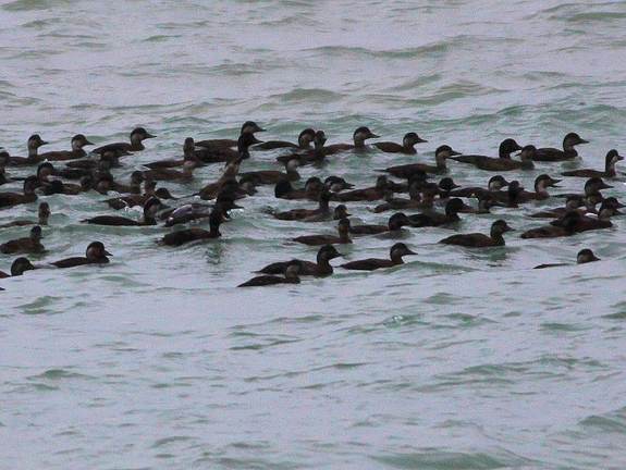 Groep zwarte zee-eenden op zee. Foto: Saxifraga-Peter Meininger