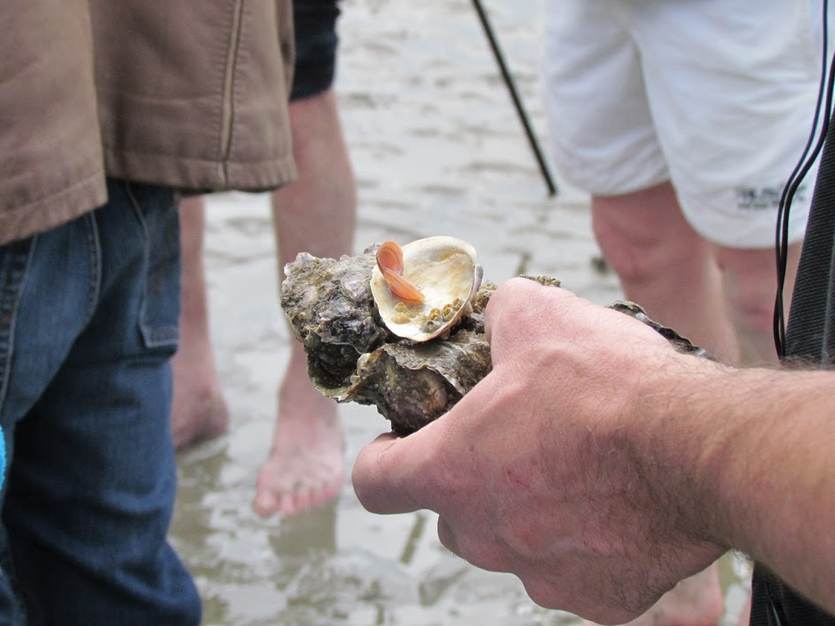 Japanse Oester. Foto: Waddenacademie