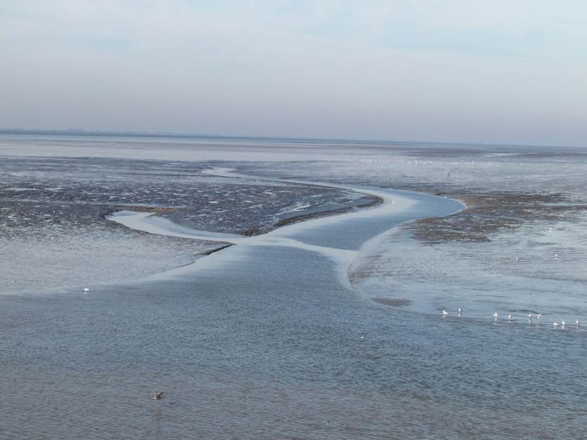 [Translate to english:] Droogvallend wad tussen Holwerd en Ameland. Foto: TS