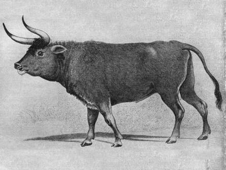 Tekening van een oeros. bron: https://commons.wikimedia.org/wiki/File:Ur-painting.jpg {PD-US-expired}