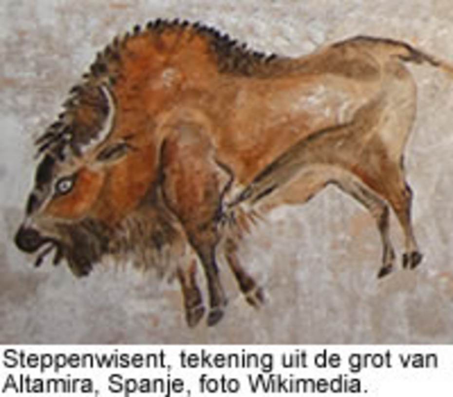 Steppenwisent, tekening uit de grot van Altamira, Spanje, foto Wikimedia
