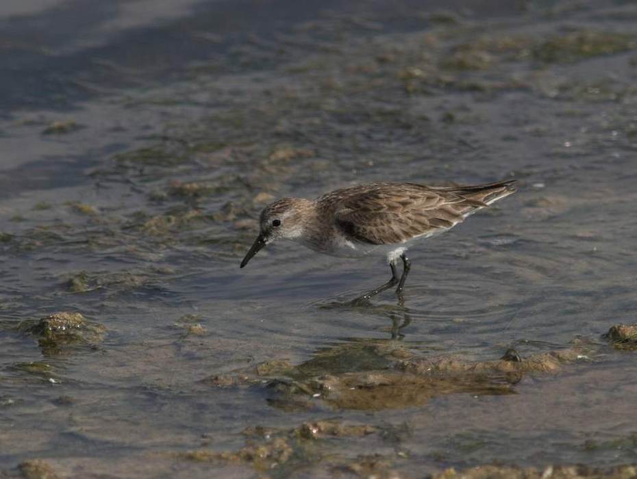 Foeragerende kanoet. Bron:Saxifraga (Luc Hoogenstein)