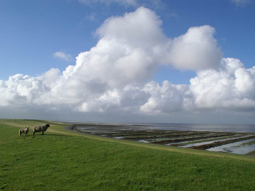 Dike with sheep along the German Wadden coast. Image: Pixabay