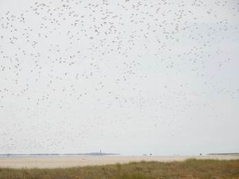 Verstoring van Scholeksters op de Vliehors op Vlieland. Foto: Henk-Jan van der Kolk
