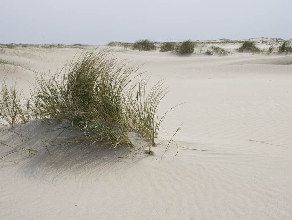 Duinvallei. Foto: Henk Postma.