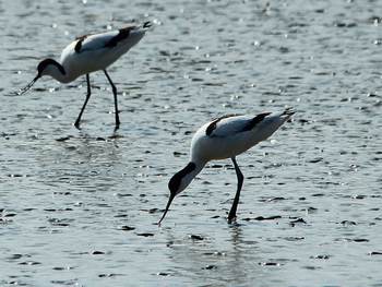 Kluten op het wad. Foto: Frauke Feind via pixabay