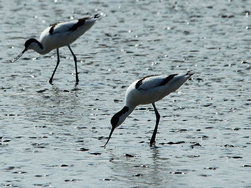 Kluten op het wad. Foto: Frauke Feind via pixabay