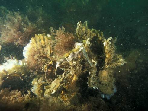 Japanse oester. Foto: Eric Gibcus via Saxifraga