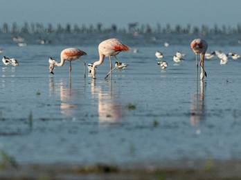 Chileense flamingo’s van het Zwillbrocker Venn op het wad bij Zwarte Haan (Henk Postma)