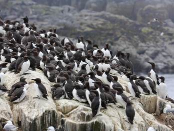 Kolonie broedende zeekoeten. Foto: Saxifraga Bart Vastenhouw