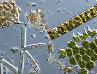 Fytoplankton zet anorganische stoffen om in organische stoffen. Bron: Ecomare