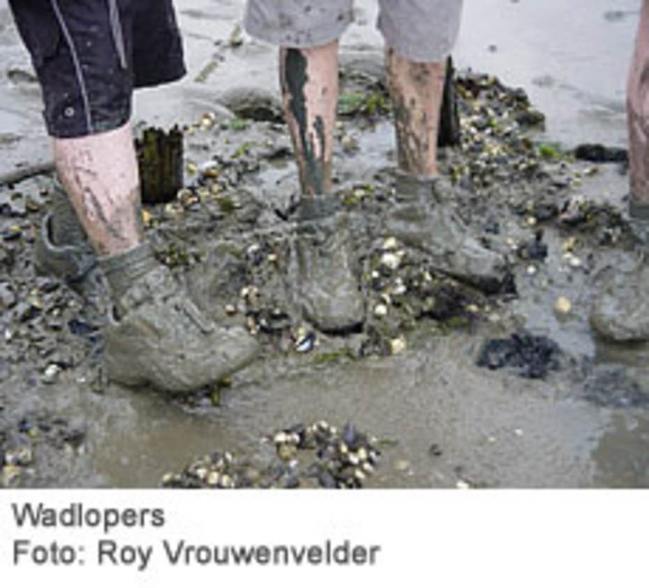 Wadlopers (Foto: Roy Vrouwenvelder)