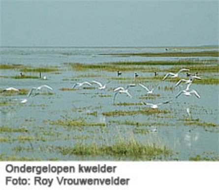Ondergelopen kwelder. Foto: Roy Vrouwenvelder