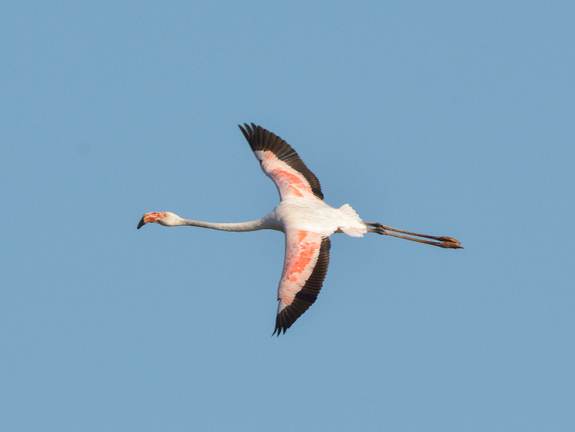Flamingo in de lucht. Foto: Henk Postma