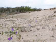 Stuifkuil met duinviooltjes in de overstuivingszone. Foto: Mark van Til. Foto inzet: Freek Zwart