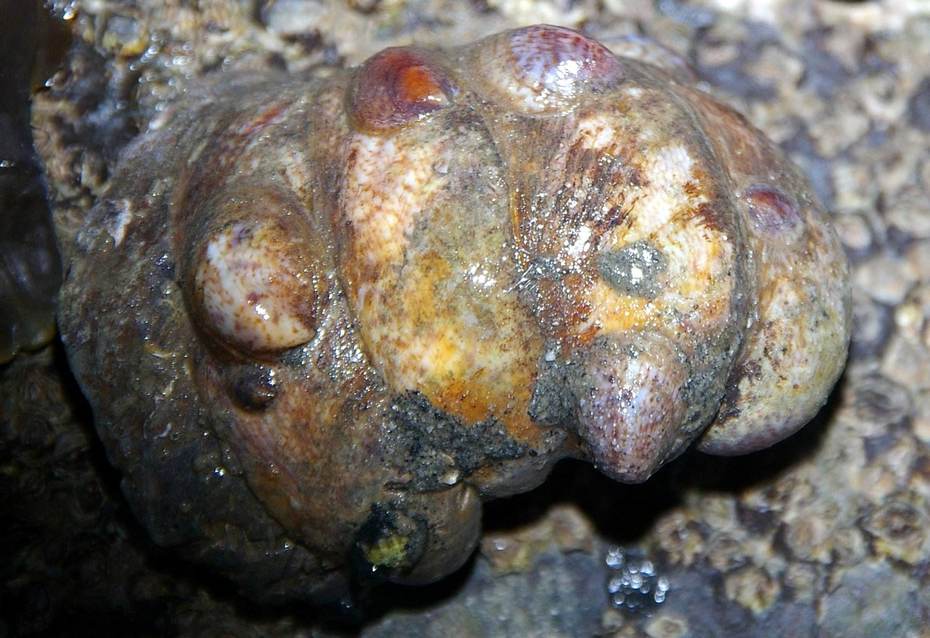 Muiltje. Bron: Foto Fitis, Sytske Dijksen