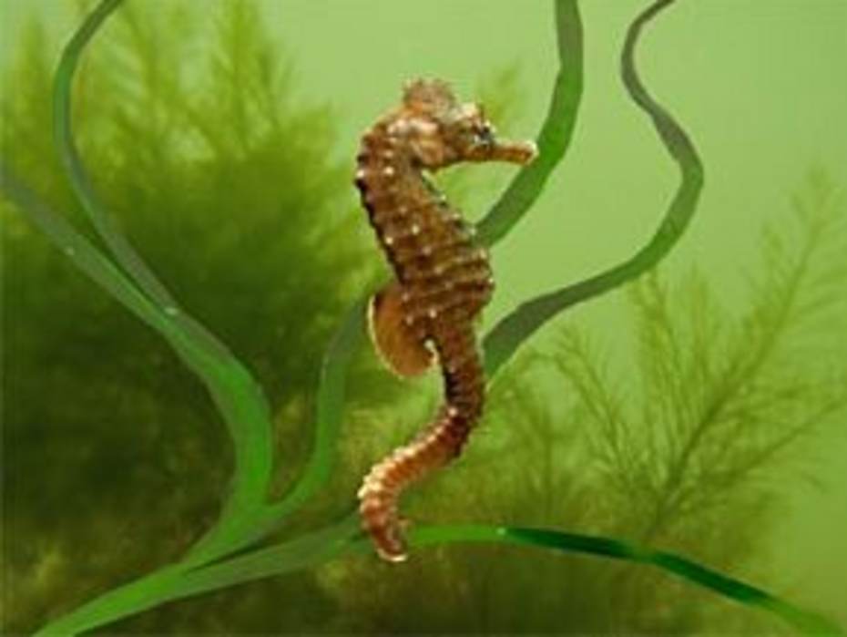 Zeepaardje (foto www.waddenvereniging.nl) 