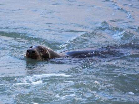 Zwemmende grijze zeehond. Foto: Saxifraga-Bart Vastenhouw