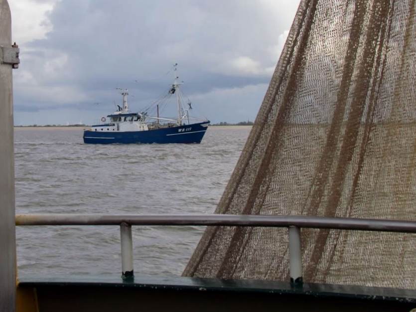 Visser op de Waddenzee