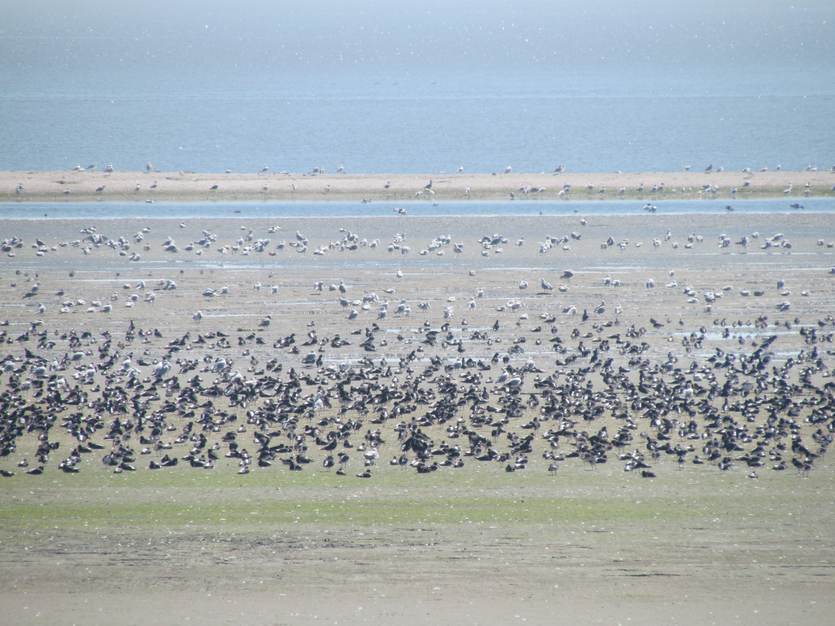 Overtijende vogels op een wadplaat