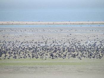 Overtijende vogels op een wadplaat